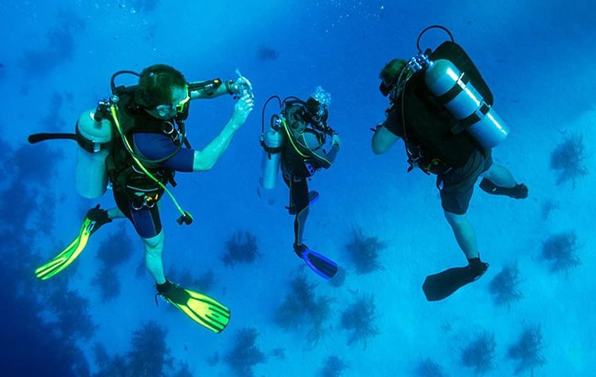 Roatan 1 Tank Shore Dive, Sloth & Monkey Park, City Tour plus Transportation