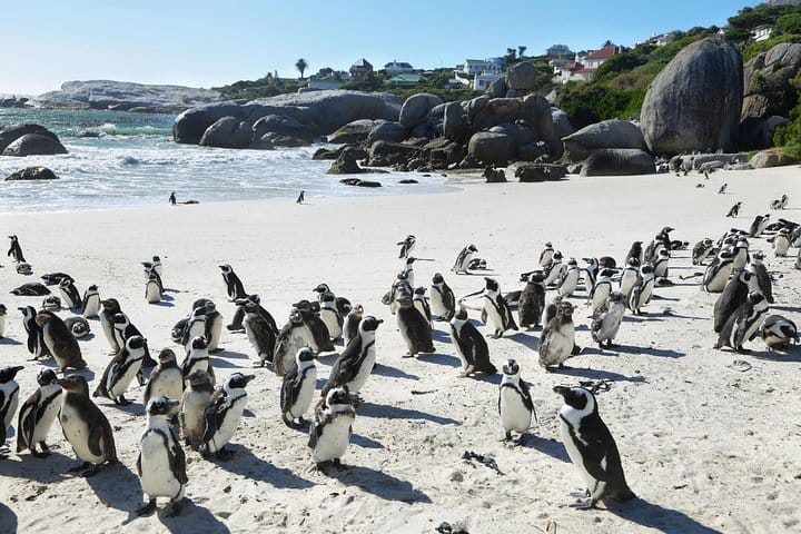 Table Mountain, Penguins Colony and Cape of Good Hope Small Group Shared Tour