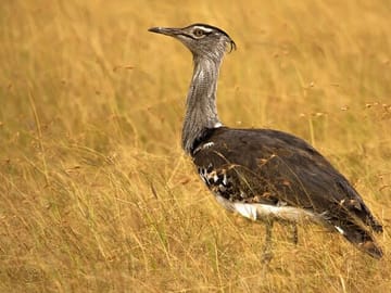 Private Day Tour from Bhuj to Narayan Sarovar Sanctuary