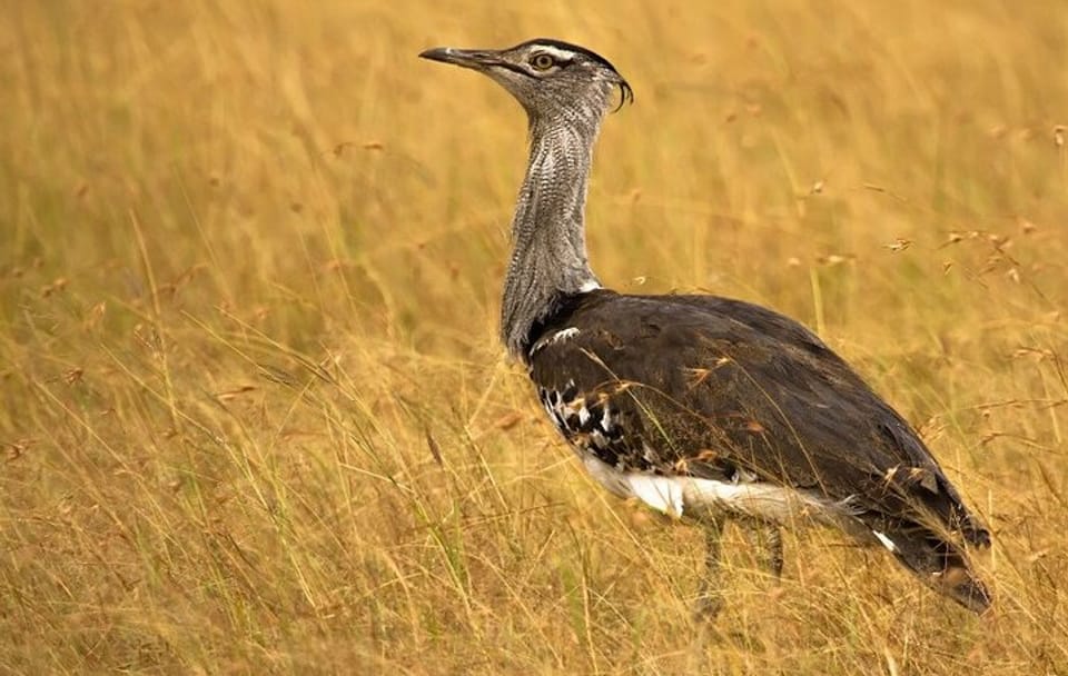 Private Day Tour from Bhuj to Narayan Sarovar Sanctuary