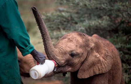 Baby Elephant Rehabilitation Tour at Sheldrick Trust, Nairobi