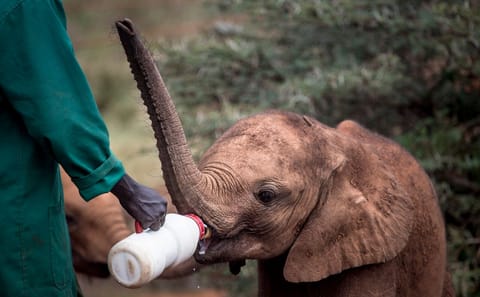 Baby Elephant Rehabilitation Tour at Sheldrick Trust, Nairobi