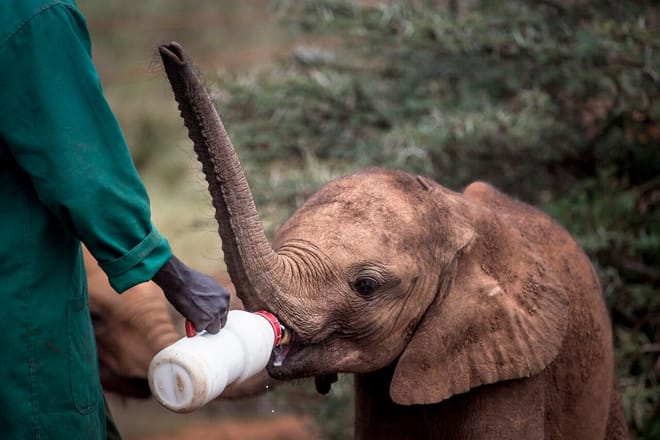 Baby Elephants Tour at Sheldrick Wildlife Trust - Nairobi photo 4