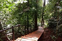 Taman Negara National Park Day Tour (Join In Tour) 4
