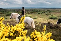 Horse riding the mountain trail. Clare. Guided, 2 hours 7