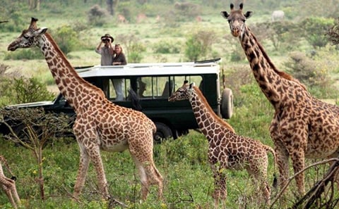 Overnight Safari to Tsavo East National Park from Mombasa/Diani
