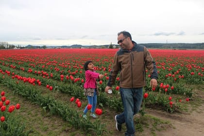 Tulip Festival at Skagit Valley ,La Conner and Deception Pass