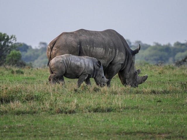 rhino conservation-save the rhino-olpejeta luxury safari