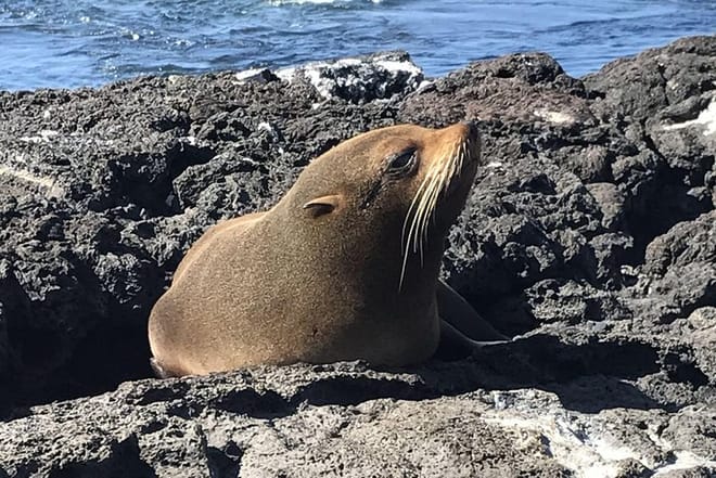 Galapagos Sea Lion