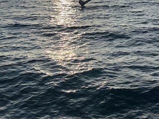  Midnight Whale watching / hydrophone, photo 6