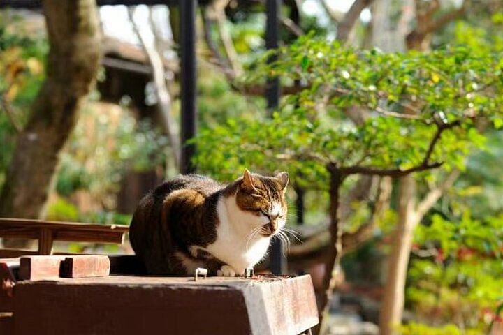 Arashiyama, SanzenIn and Bamboo Forest Day Tour from Kyoto/Osaka