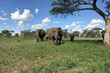 13 Days and 12 Nights Tour in Kenya and Tanzania Safari