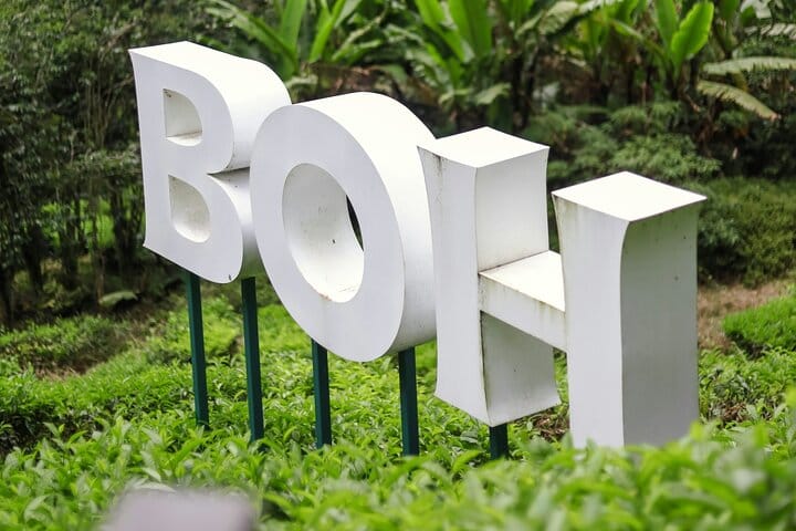 Cameron Highlands in Malaysia is famous for its tea plantations, offering lush green hills and cool climate ideal for growing tea. It's a popular tourist destination where visitors can tour tea estate