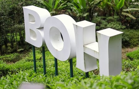 Cameron Highlands Day Tour from Ipoh with Lavender Garden and Tea Plantation