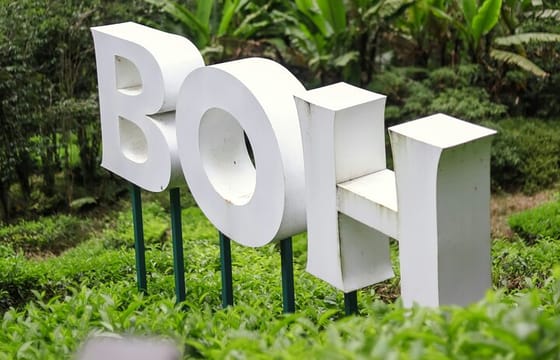 Cameron Highlands Day Tour from Ipoh with lavender garden and tea plantation