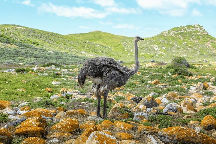 Table Mountain, Penguin,Cape Point Private Day Tour in Cape Town