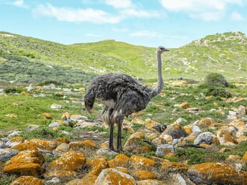 Private Day Tour of Table Mountain and Cape Point in Cape Town