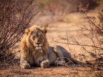 Aquila Game Reserve Safari and Wine Tasting Tour from Cape Town