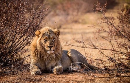 Aquila Game Reserve Safari and Wine Tasting Tour from Cape Town