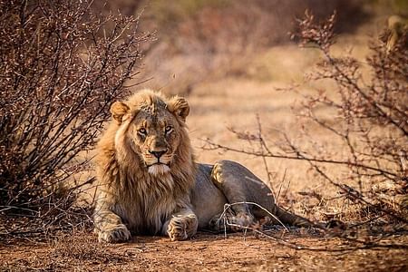 Aquila Game Reserve Safari with wine tasting, Transport & Lunch