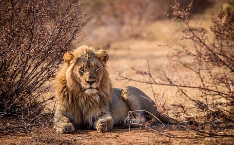 Aquila Game Reserve Safari and Wine Tasting Tour from Cape Town