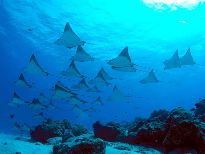 Bali Marine: Swim with Manta Rays in Nusa Penida photo 2