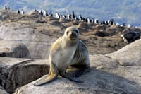 USHUAIA: Beagle Channel Navigation - Isla de los Lobos and Descent at Bridges Islands 9