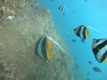 Scuba Diving Tour in Mirissa, Sri Lanka
