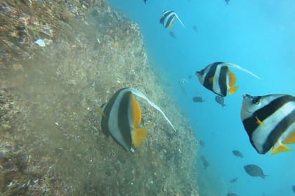 Scuba Diving in Mirissa