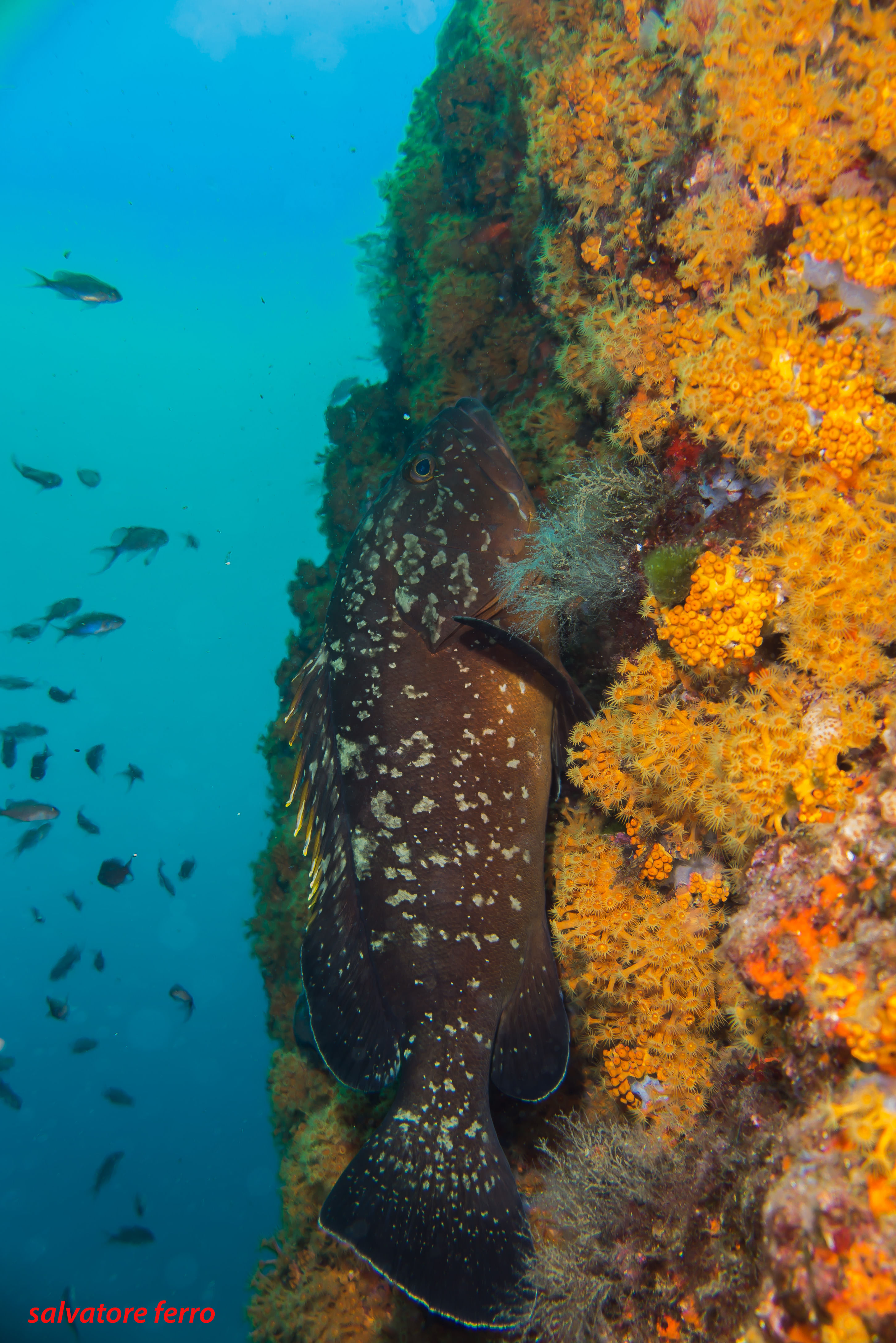 Brown grouper leaning against a wall full of yellow sea fans.
