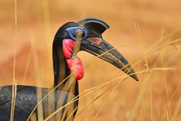 7-Day Birding, Murchison Fall Royal Mile and Big Five