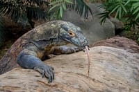 Small Group Komodo Fast Boat Tour with Padar Island & Pink Beach 1