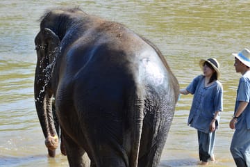 Educational Tour of Elephant Sanctuary and Sticky Waterfall in Thailand