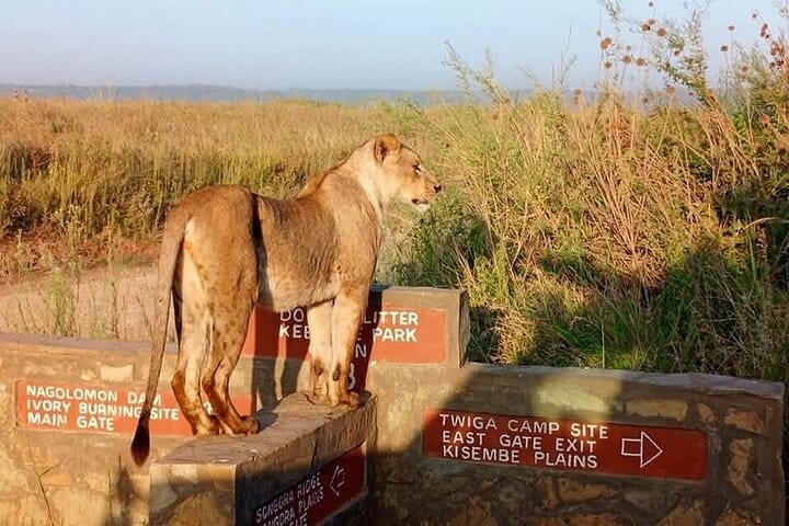 7 Days Kenya Budget Safari In 4WD