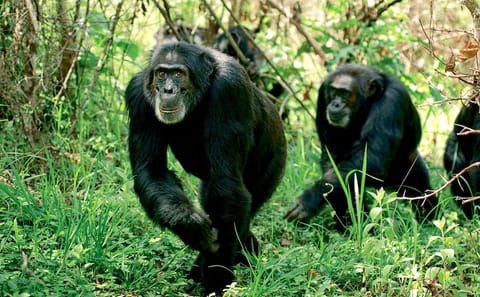4-Day Safari Adventure in Ol Pejeta and Samburu, Kenya