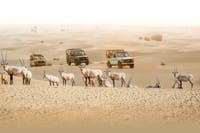 Dubai Heritage Safari in Vintage Land Rover Al Marmoom Oasis 2