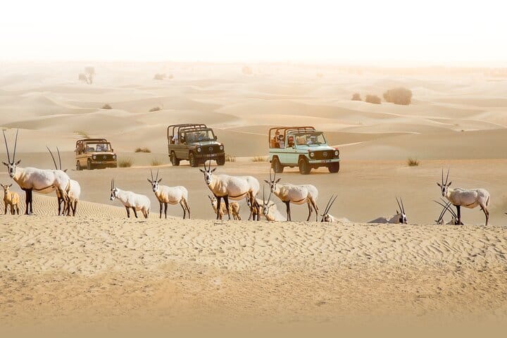 Dubai Heritage Safari in Vintage Land Rover Al Marmoom Oasis 2