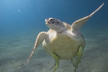 Snorkeling and Boat Trip at Marsa Mubarak, Marsa Alam