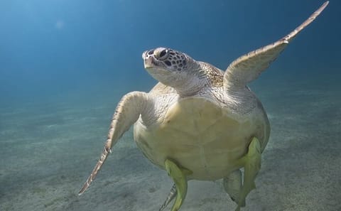 Snorkeling and Boat Trip at Marsa Mubarak, Marsa Alam