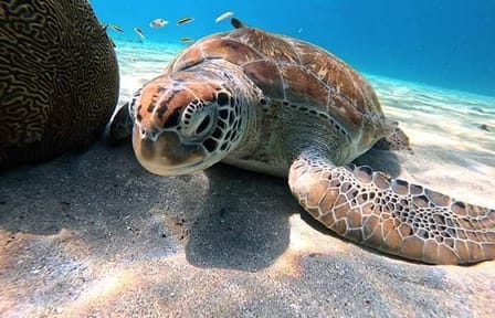 Full-Day Snorkeling Tour at Sharm El Naga from Hurghada