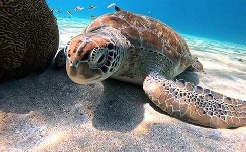 Full-Day Snorkeling Tour at Sharm El Naga from Hurghada