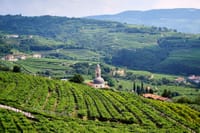 From Verona: Half-Day Valpolicella & Amarone Wine Experience 6