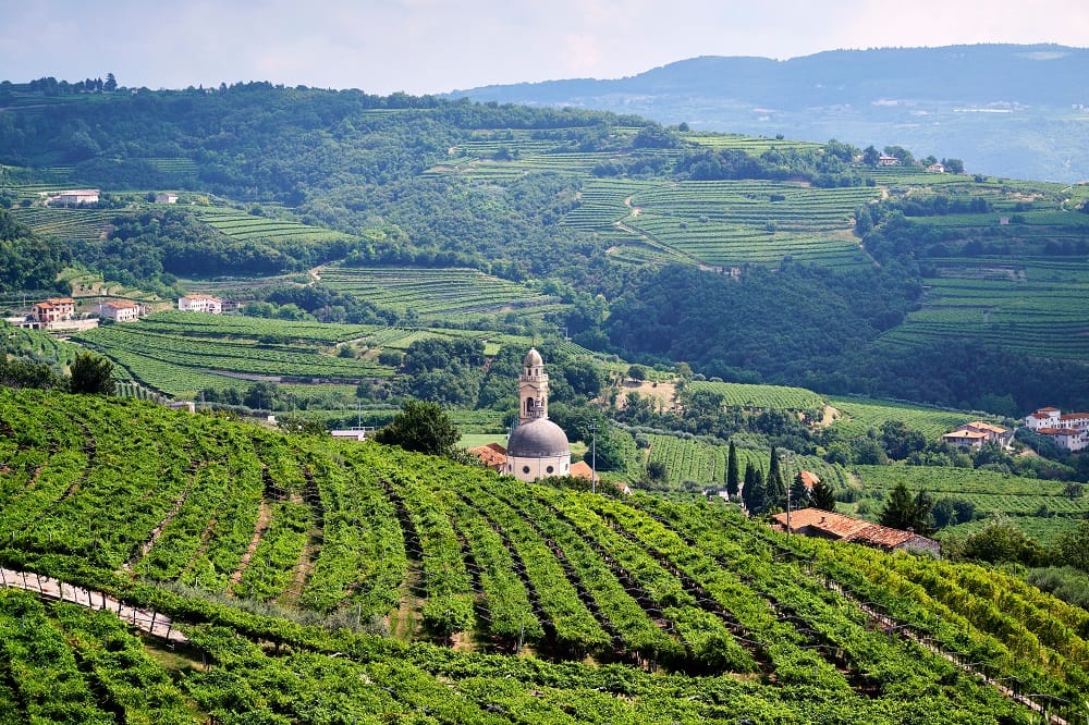 From Verona: Half-Day Valpolicella & Amarone Wine Experience 6