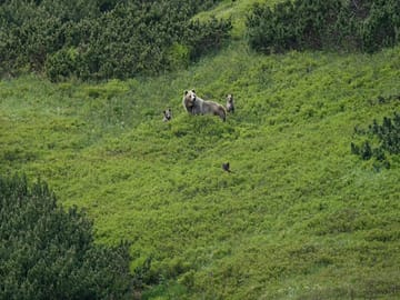 Mom and her 3 cubs