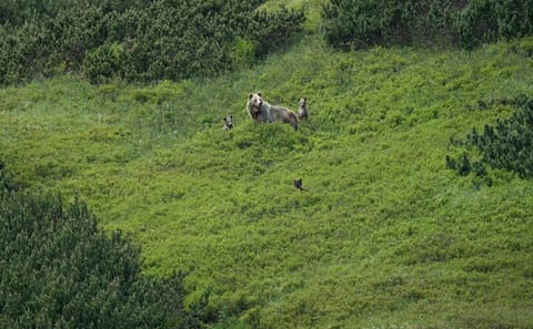 Bear Watching Hiking Tour in High Tatras from Poprad