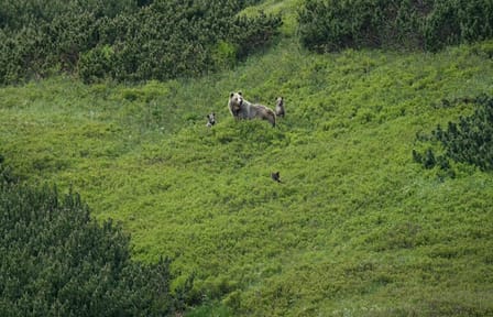 Bear Watching Hiking Tour in High Tatras from Poprad