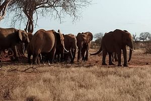 8 Days Safari Masai mara migration