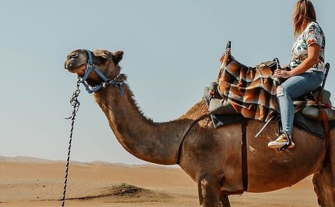 Camel Riding Adventure in Hurghada's Desert Landscapes