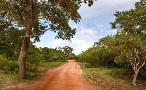 Wilpattu National Park Half Day Safari from Kandy