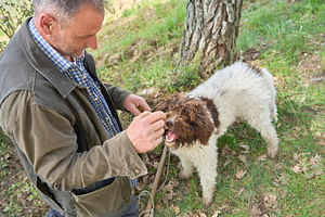 Truffle hunting in the heart of Tuscany Valdichiana Senese